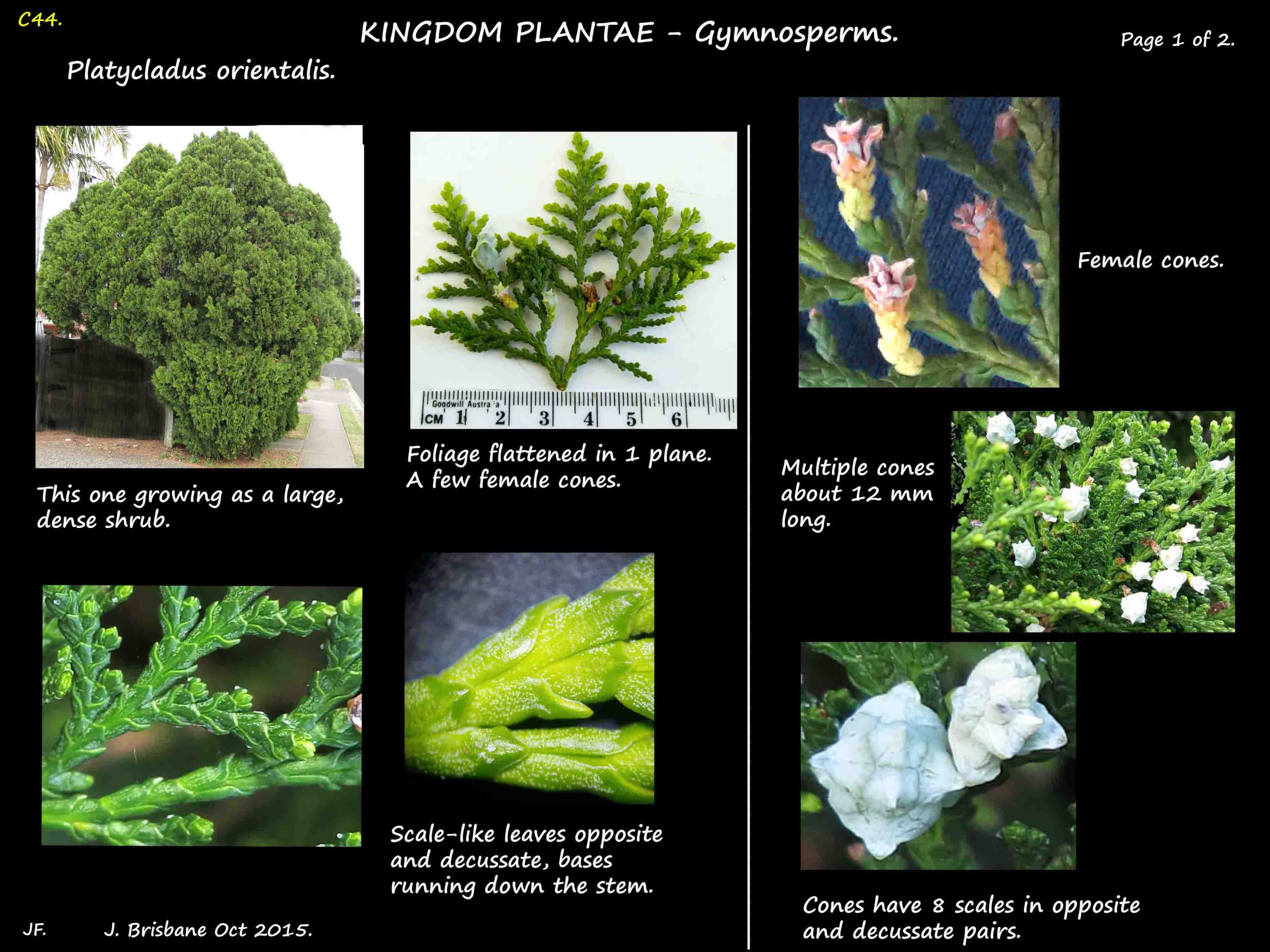 5 Platycladus shrub & leaves